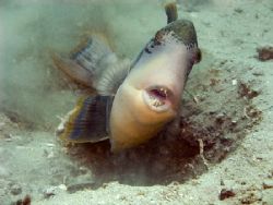 Yellowmargin Triggerfish, The Fan Garden, Wongat Island, ... by Jan Messersmith 